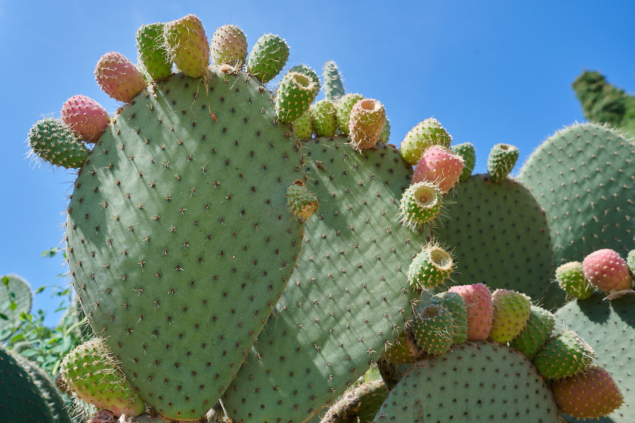 Jardins de Mossèn Costa i Llobera